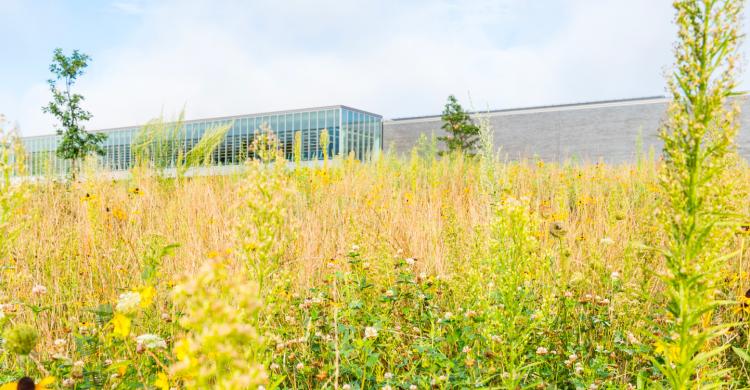 A meadow in the foreground and a long, low building in the background.