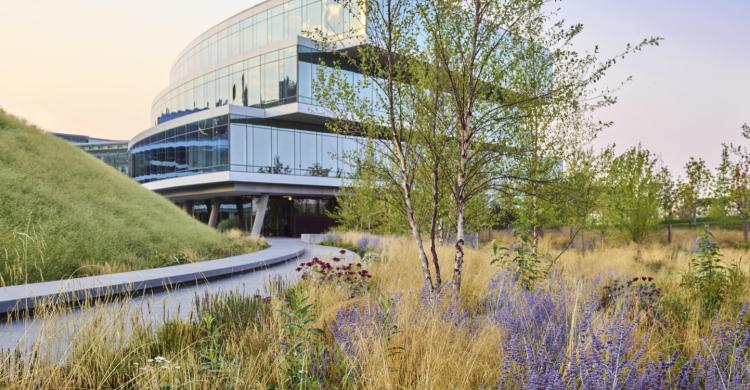 Trees and grasses in the foreground with a glass building in the background.